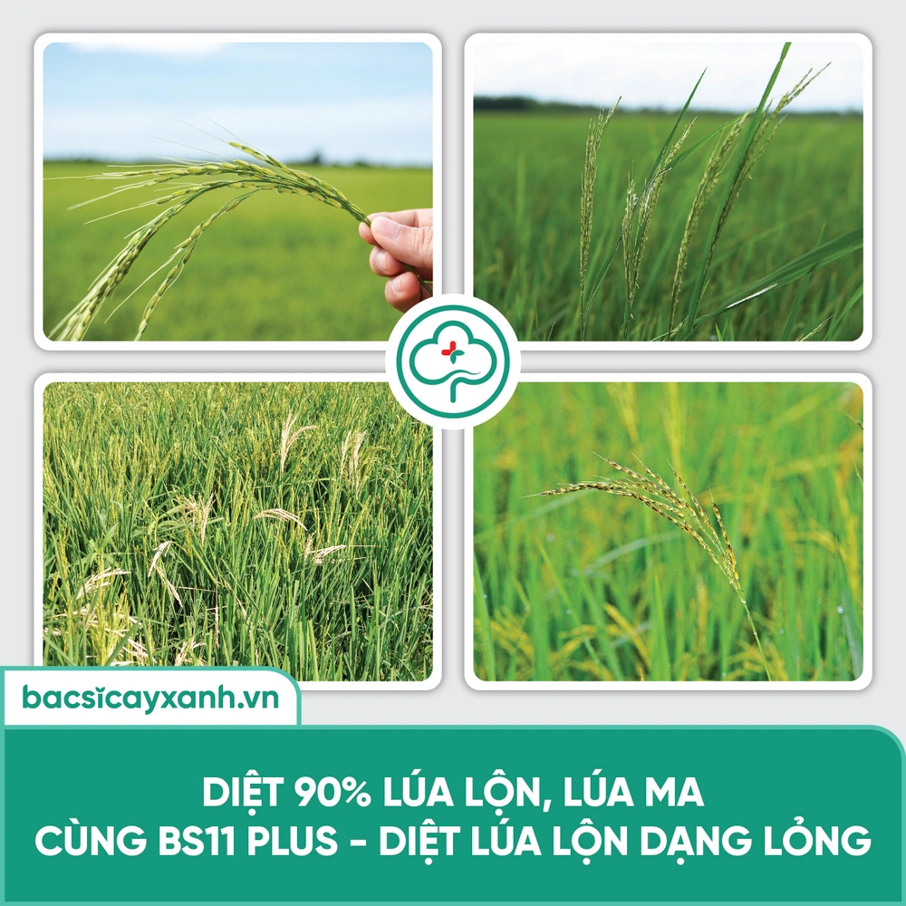 Diệt lúa lộn dạng lỏng trừ 90%25 lúa lộn